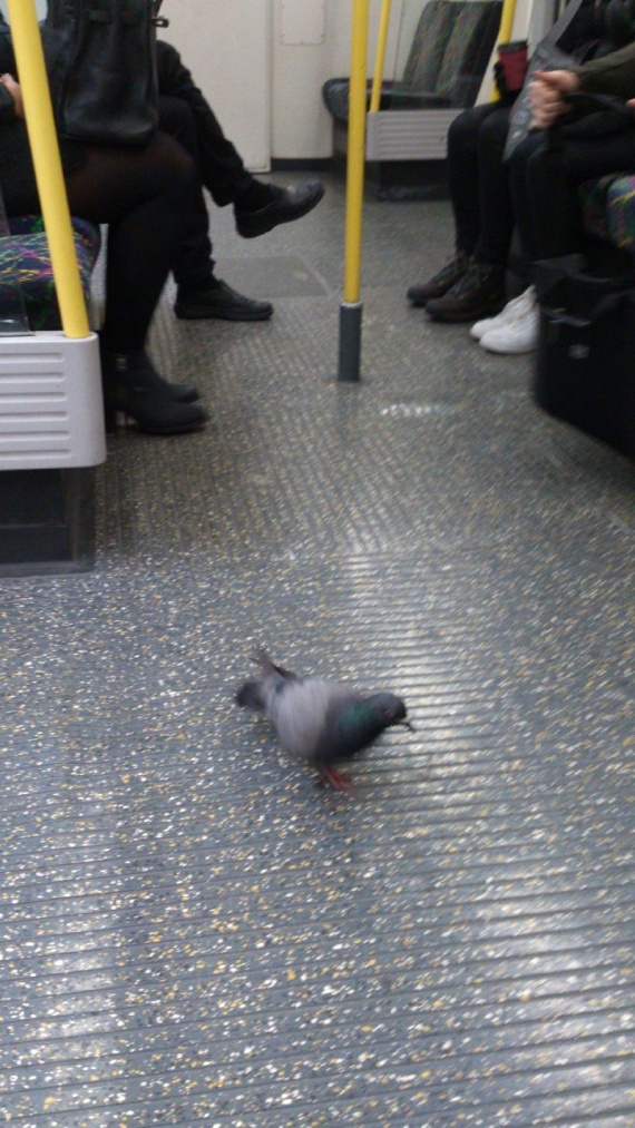 Голубь зашел в вагон метро в Лондоне