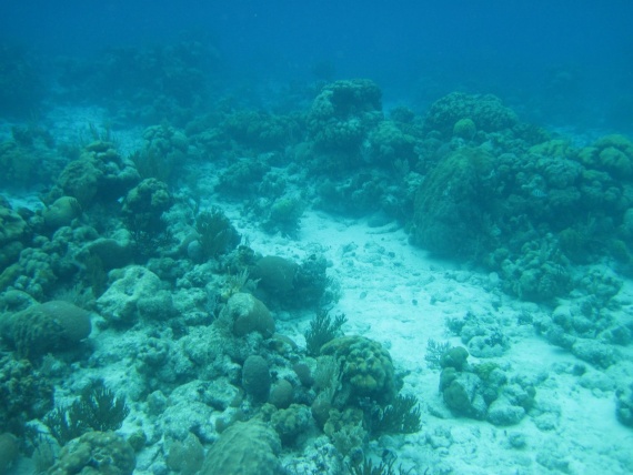 Рифы Карибского моря